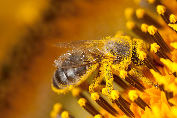 flower pollen